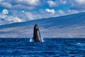 Baby humpback whale breaching on Maui. Royalty Free Stock Photo