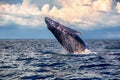 Baby Humpback Whale jump Royalty Free Stock Photo