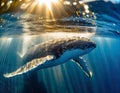 baby humpback whale near surface, tranquil blue ocean, playful moment, luminous water Royalty Free Stock Photo