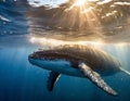 baby humpback whale near surface, tranquil blue ocean, playful moment, luminous water Royalty Free Stock Photo
