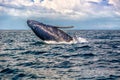 Baby Humpback Whale side jump Royalty Free Stock Photo