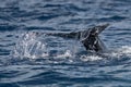 Baby humpback whale tail fluke Royalty Free Stock Photo