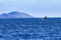 Baby humpbacking breaching in the southern waters of Maui. Royalty Free Stock Photo