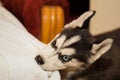 Playful Baby Husky: Exploring the World Through Charming Mischief Royalty Free Stock Photo