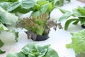 Baby hydroponic lettuce