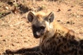 Baby Hyena Sideways Glance Royalty Free Stock Photo