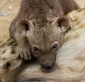 Baby hyena suckling at moms teet