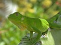 Baby iguana Royalty Free Stock Photo