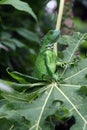 Baby Iguana Royalty Free Stock Photo