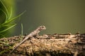 Baby iguana on tree Royalty Free Stock Photo