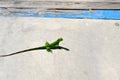Baby iguana on deck