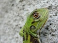 baby iguana Royalty Free Stock Photo