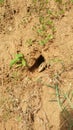 Baby iguana liveing cave Royalty Free Stock Photo