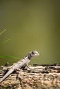 Baby iguana on tree Royalty Free Stock Photo