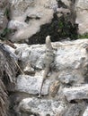 Baby grey iguana in Mexico sunbathes on a Mayan pyramid.