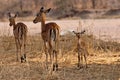 Baby Impala