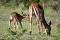 Baby Impala Antelope and Mother