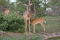 Baby Impala feeding