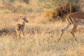 Baby impala following the mother