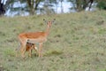 Baby impala with his mother