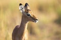Baby impala looking alert to avoid predators