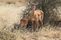 Baby impala with mother