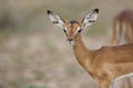 Baby Impala portrait