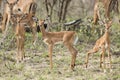 Baby Impala in South Africa