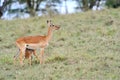 Baby impala