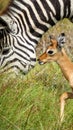 Baby Impala with Zebra in Africa