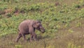 Baby Indian Elephant