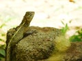 Baby Indian oriental garden lizard sitting on a rock Royalty Free Stock Photo