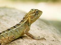Baby Indian oriental garden lizard on a tree Royalty Free Stock Photo