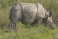 Baby Indian Rhino in the Grassland