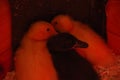 Baby Indian Runner Ducks Huddling together in a brooder