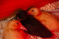 Baby Indian Runner Ducks Huddling together in a brooder