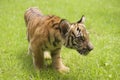Baby Indochinese tiger plays on the grass.