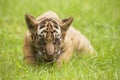 Baby Indochinese tiger plays on the grass.