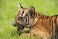 Baby Indochinese tiger plays on the grass.