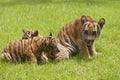 Baby Indochinese tigers play on the grass.