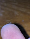 Baby Insect Praying Mantis