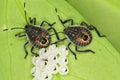 Baby insects and eggs on the leaf Royalty Free Stock Photo