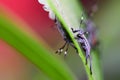 Baby insects and eggs on the leaf Royalty Free Stock Photo