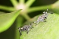 Baby insects on the leaf Royalty Free Stock Photo