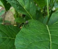 baby insects sitting on the leaves of shrubs Royalty Free Stock Photo