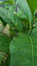 baby insects sitting on the leaves of shrubs Royalty Free Stock Photo