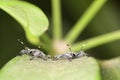 Baby insects and eggs on the leaf Royalty Free Stock Photo