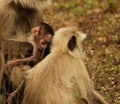Baby cute monkey. Royalty Free Stock Photo