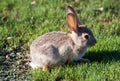 Baby Jack Rabbit Royalty Free Stock Photo