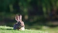 Baby Jack Rabbit Royalty Free Stock Photo